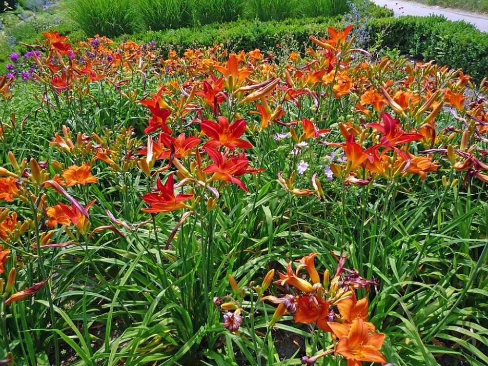 Flowers Plant Blossom Bloom Flower Nature Spring Flowers Plant Blossom Bloom Flower Nature Spring