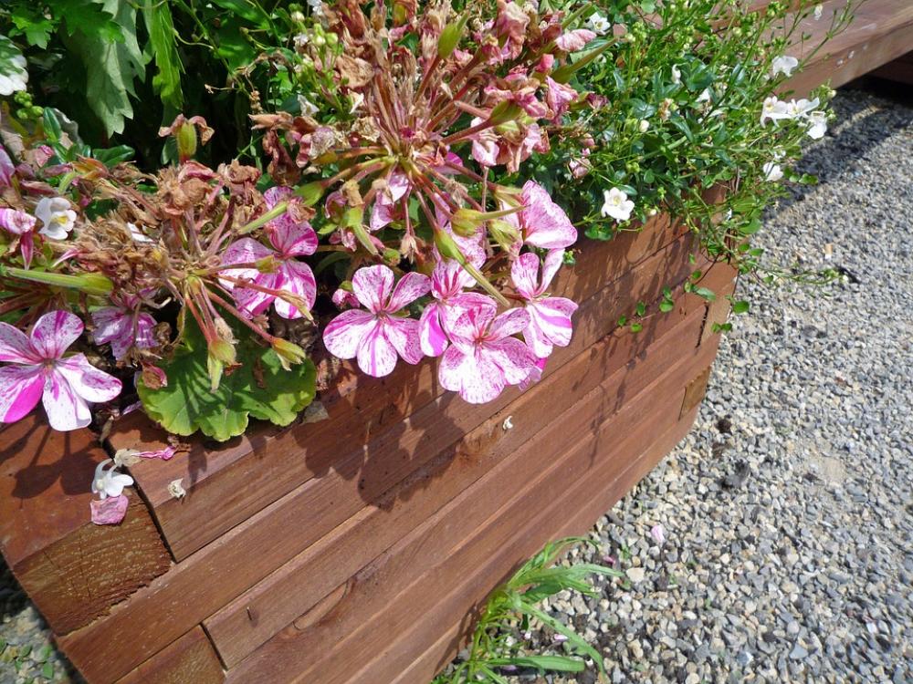 Flowers Plant Blossom Bloom Flower Nature Spring Flowers Plant Blossom Bloom Flower Nature Spring