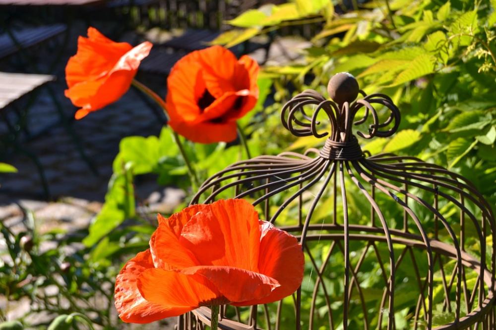 Flowers Poppy Red Garden Blossom Bloom Plant Flowers Poppy Red Garden Blossom Bloom Plant
