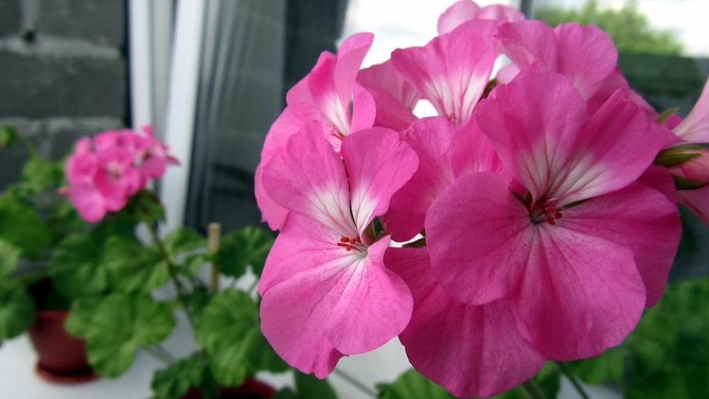 Flowers Macro Nature Summer Petun′Â Flowers Macro Nature Summer Petun′Â