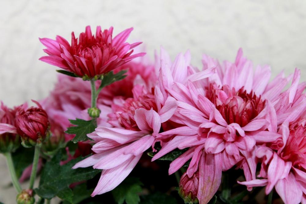 Flowers Summer Flowers Plant Pink Flowers Summer Flowers Plant Pink