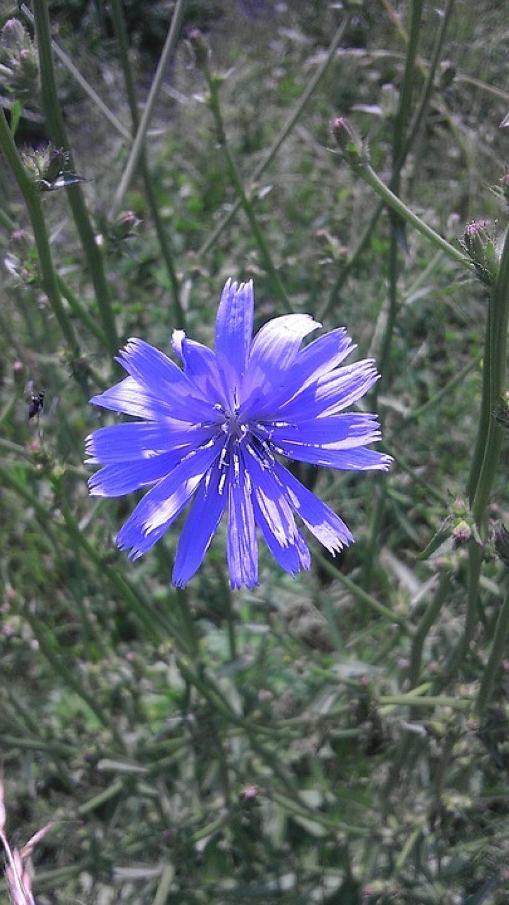 Flowers Garden Park Meadow Flowers Garden Park Meadow