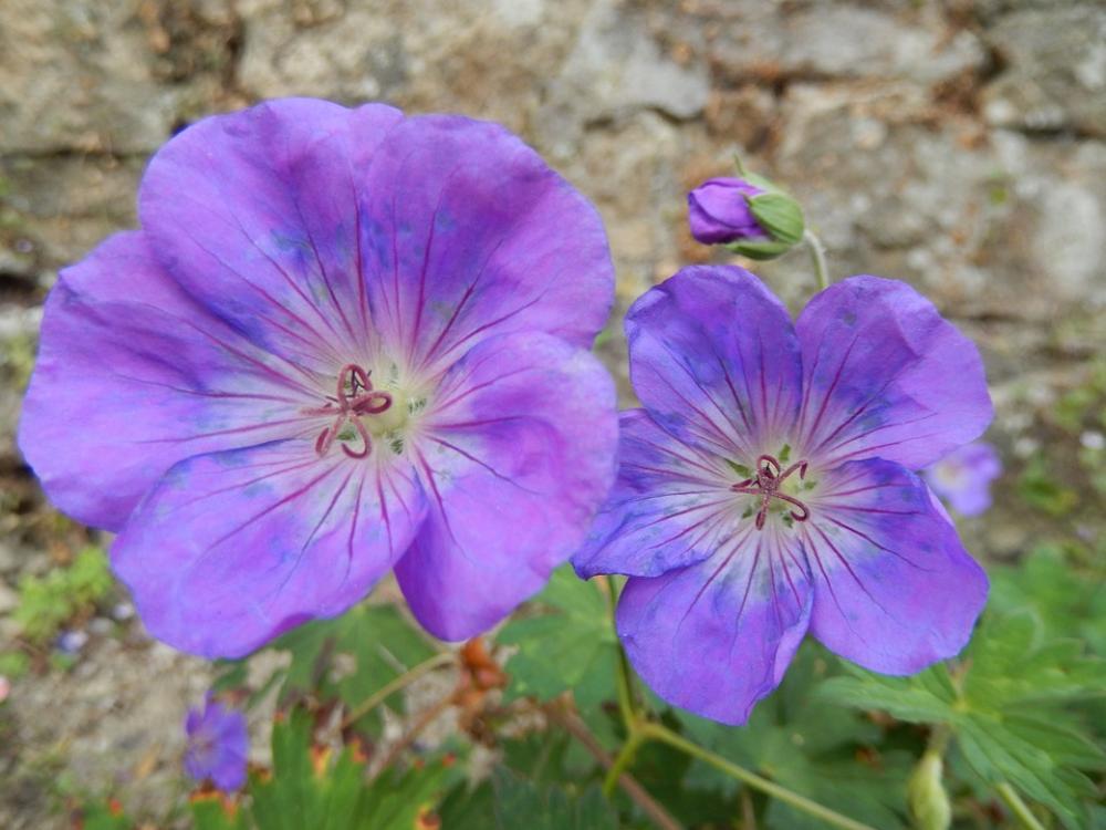 Flowers Violet Nature Flowers Violet Nature