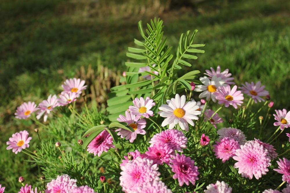 Flowers Cluster Landscape Flowers Cluster Landscape