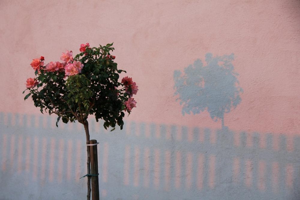 Flowers Roses Shadow Afterglow Red Pink Flowers Roses Shadow Afterglow Red Pink