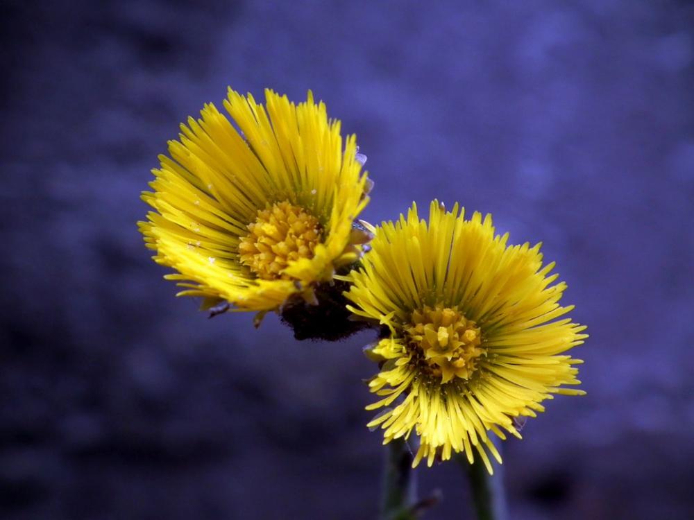 Flowers Mother And Stepmother Spring Yellow Flower Flowers Mother And Stepmother Spring Yellow Flower