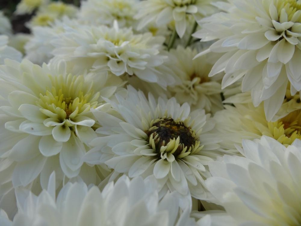 Flowers White Summer Flora Summer Flower Plant Flowers White Summer Flora Summer Flower Plant
