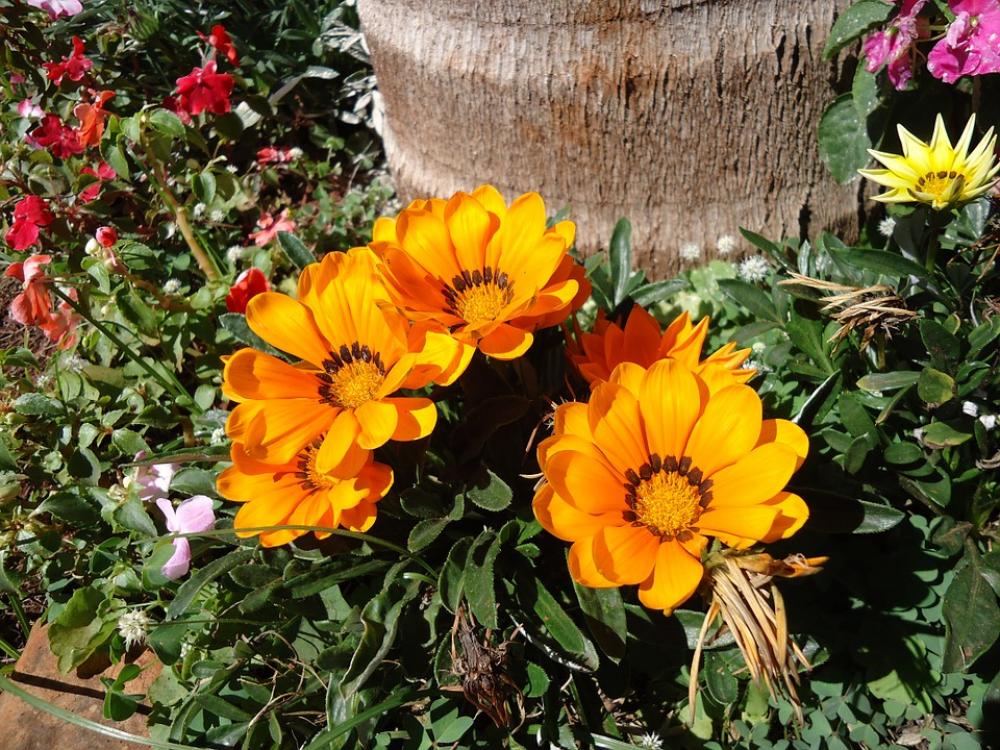 Flowers Yellow Garden Flowers Yellow Garden