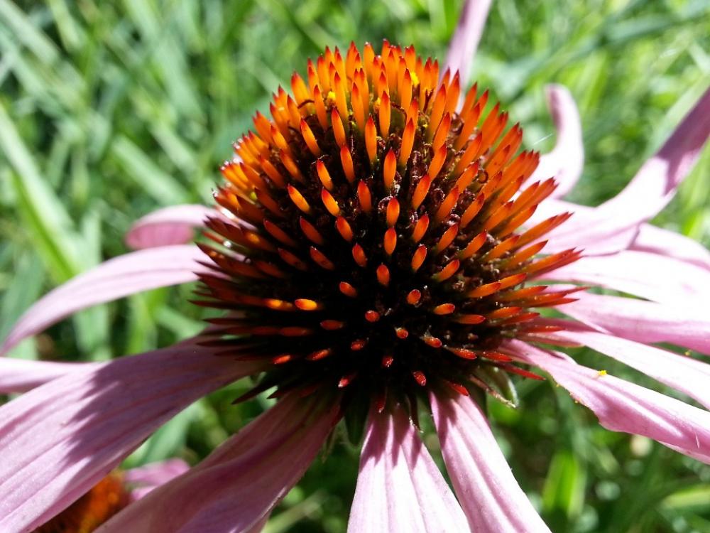 Flowers Flower Garden Filed Nature Season Summer Flowers Flower Garden Filed Nature Season Summer