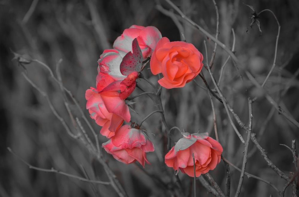 Flowers Flower Plants Nature Macro Background Flowers Flower Plants Nature Macro Background