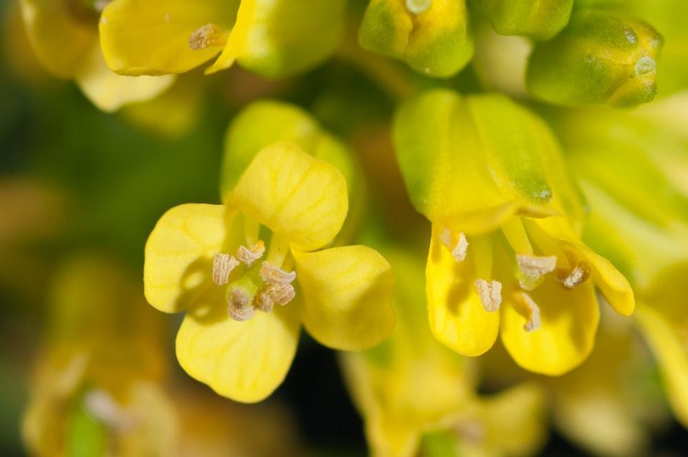 Flowers Yellow Macro Wild Flowers Flowers Yellow Macro Wild Flowers