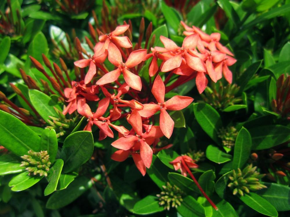 Flowers Red Nature Macro Red Flowers Garden Buds Flowers Red Nature Macro Red Flowers Garden Buds
