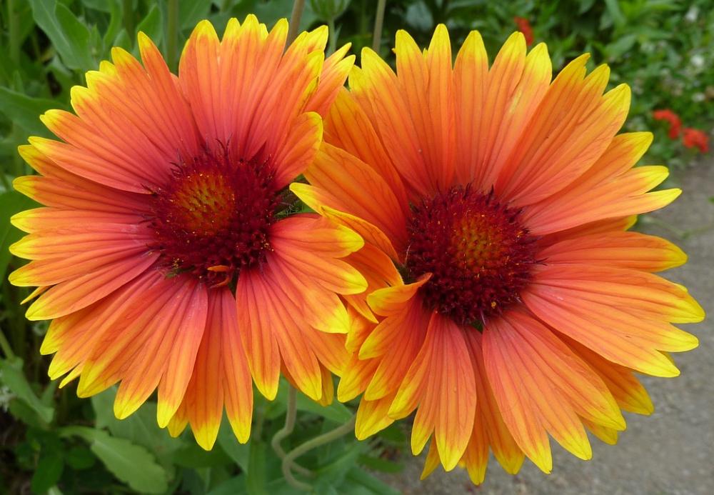 Flowers Yellow Pair Twin Bloom Macro Orange Flowers Yellow Pair Twin Bloom Macro Orange