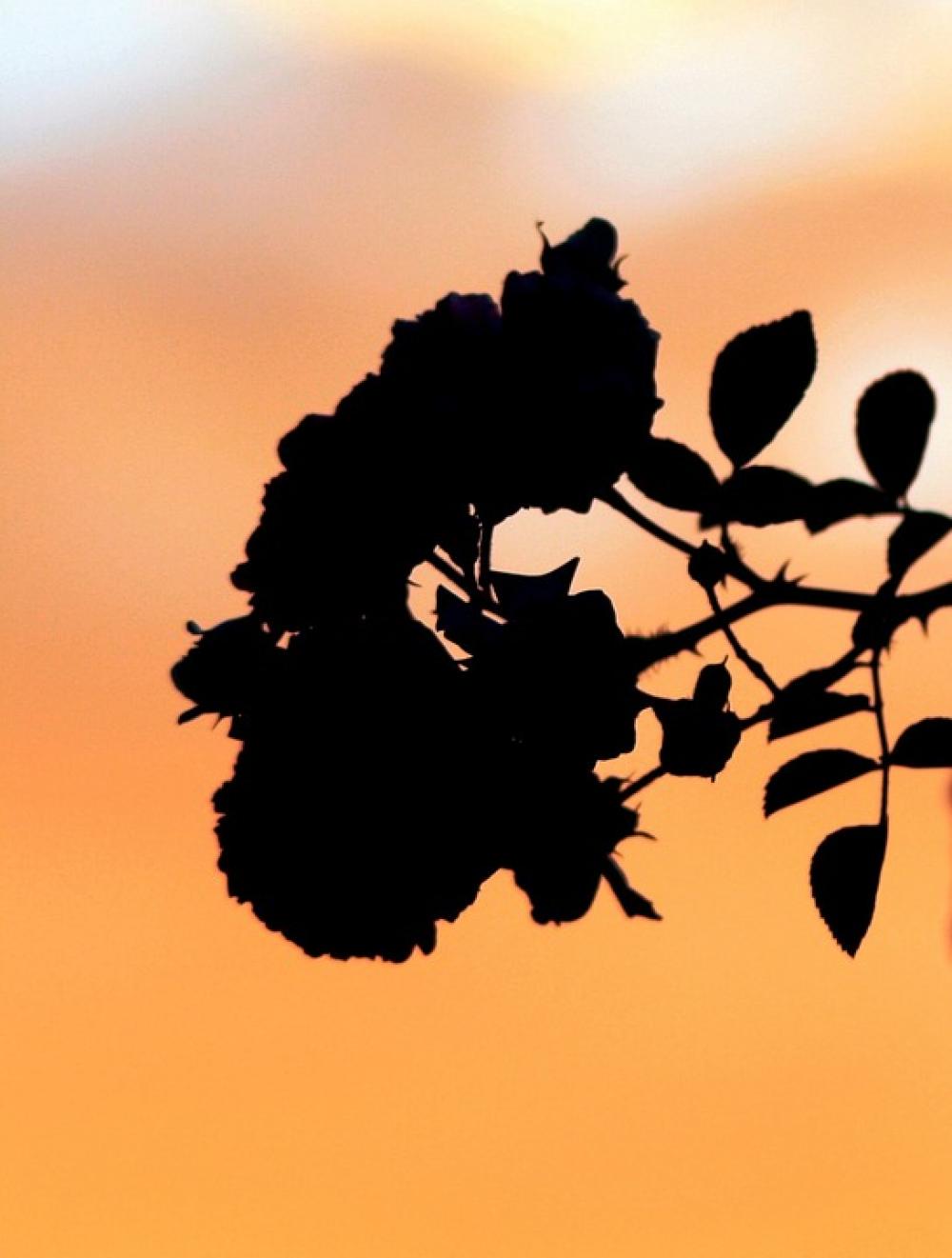 Flowers Roses Silhouette Sky Sunset Orange Flowers Roses Silhouette Sky Sunset Orange