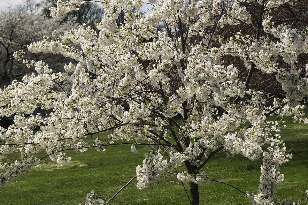 Flowers Cherry Blossoms Tree Spring Druid Hill Park Flowers Cherry Blossoms Tree Spring Druid Hill Park