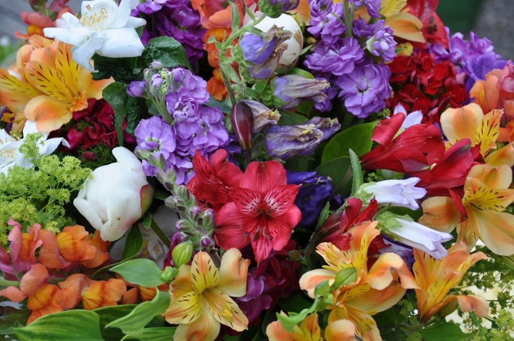 Flowers Summer Colorful Flowers Summer Colorful