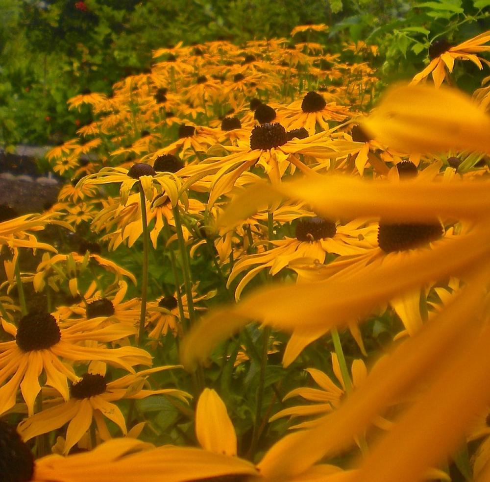 Flowers Garden Orange Summer Flowers Garden Orange Summer
