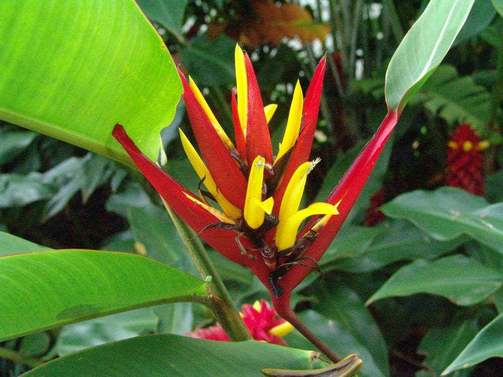 Flowers Tropical Color Garden Botanical Park Flowers Tropical Color Garden Botanical Park