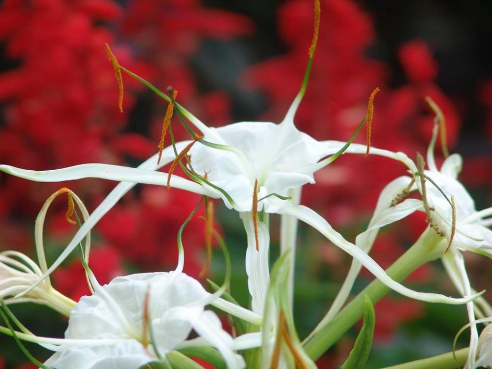 Flowers Tropical Color Garden Botanical Park Flowers Tropical Color Garden Botanical Park