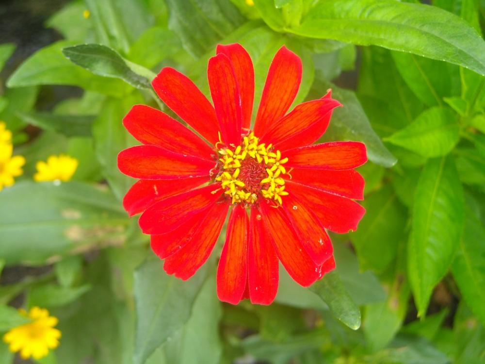 Flowers Red Leaf Green Flowers Red Leaf Green