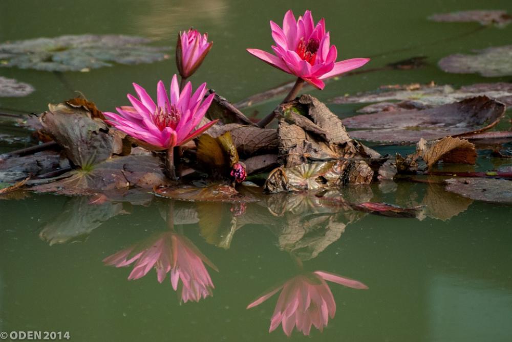 Flowers Purple Water Lily Lily Lilies Beautiful Flowers Purple Water Lily Lily Lilies Beautiful