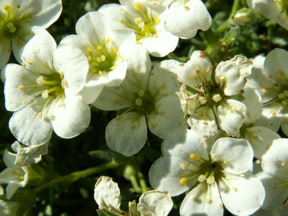Flowers Apple Flower Apple Spring Garden Flowers Apple Flower Apple Spring Garden