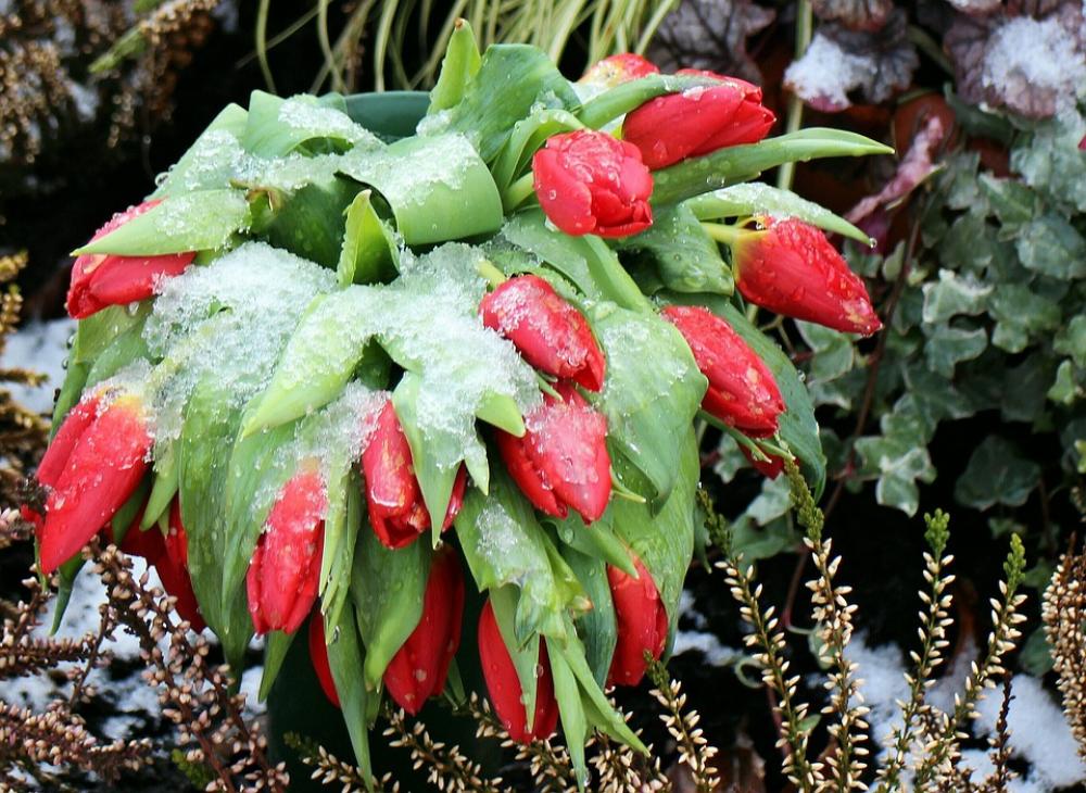 Flowers Tulips Winter Frost Snow Fabric Flowers Tulips Winter Frost Snow Fabric