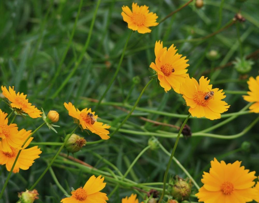 Flowers Daisies Yellow Bees Insects Pollen Garden Flowers Daisies Yellow Bees Insects Pollen Garden