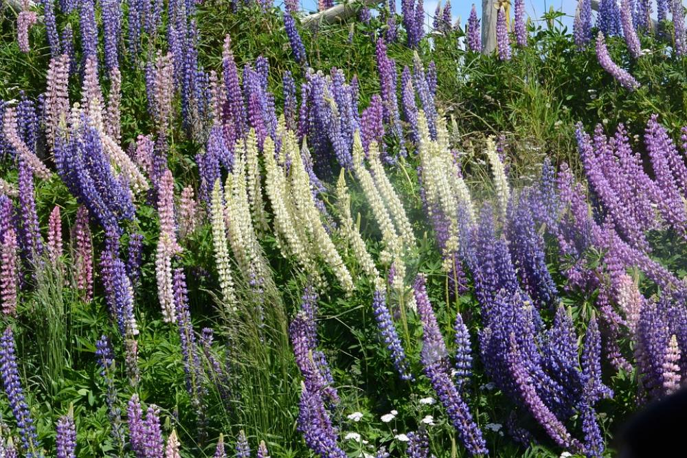 Flowers Colorful Chilena Flowers Colorful Chilena