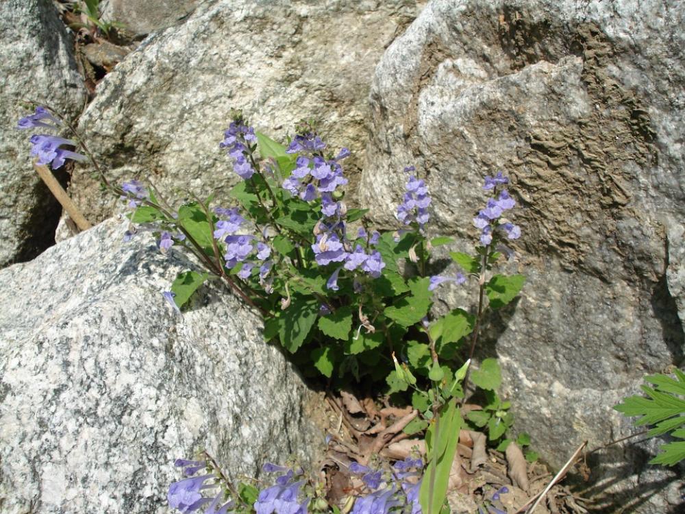 Flowers Rock Spring Flowers Rock Spring