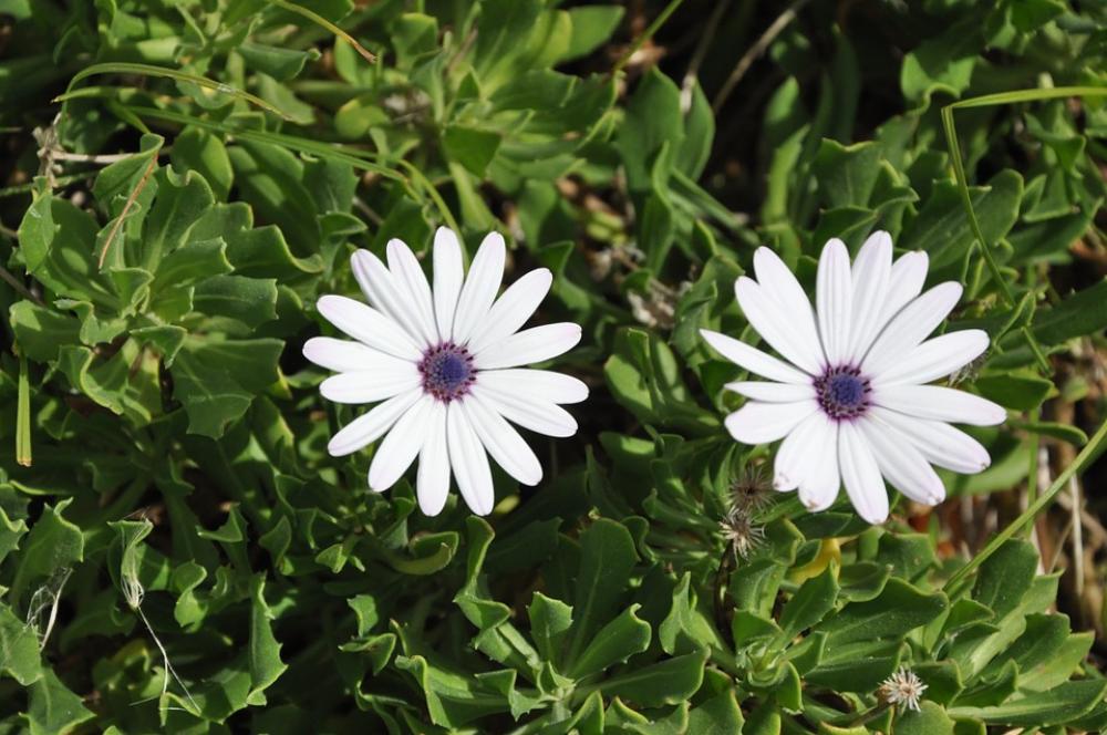 Flowers Garden Meadow Summer White Green Flora Flowers Garden Meadow Summer White Green Flora