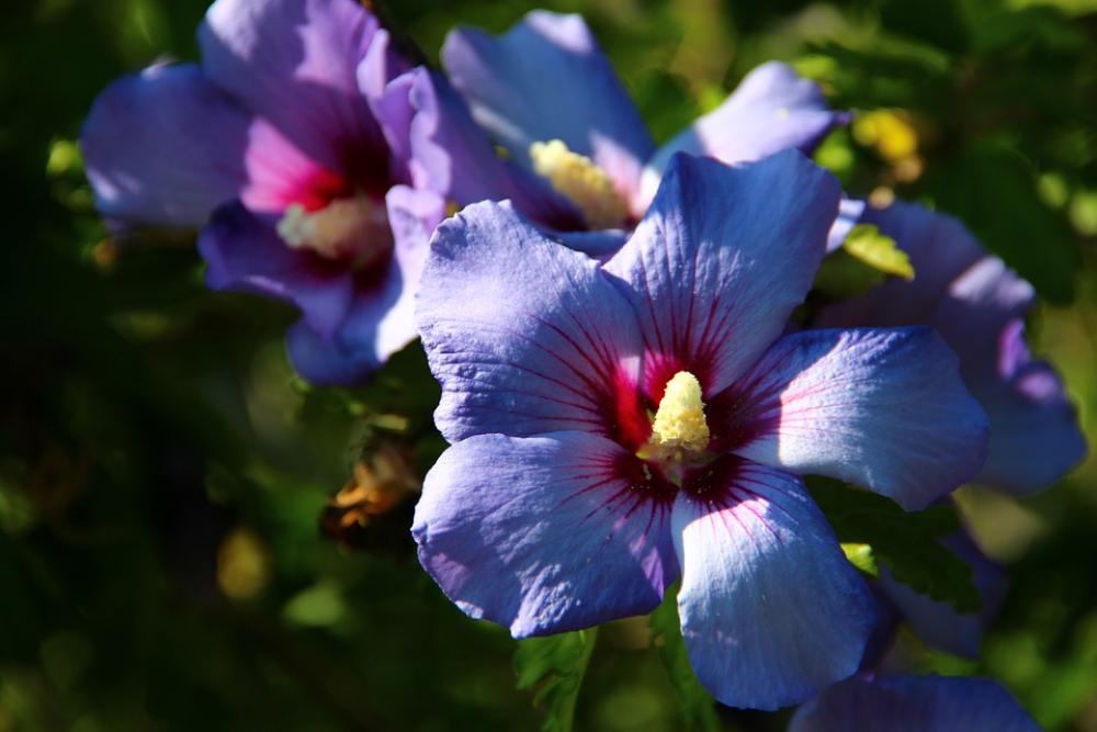 Flowers Autumn Garden Blua Purple Flowers Autumn Garden Blua Purple