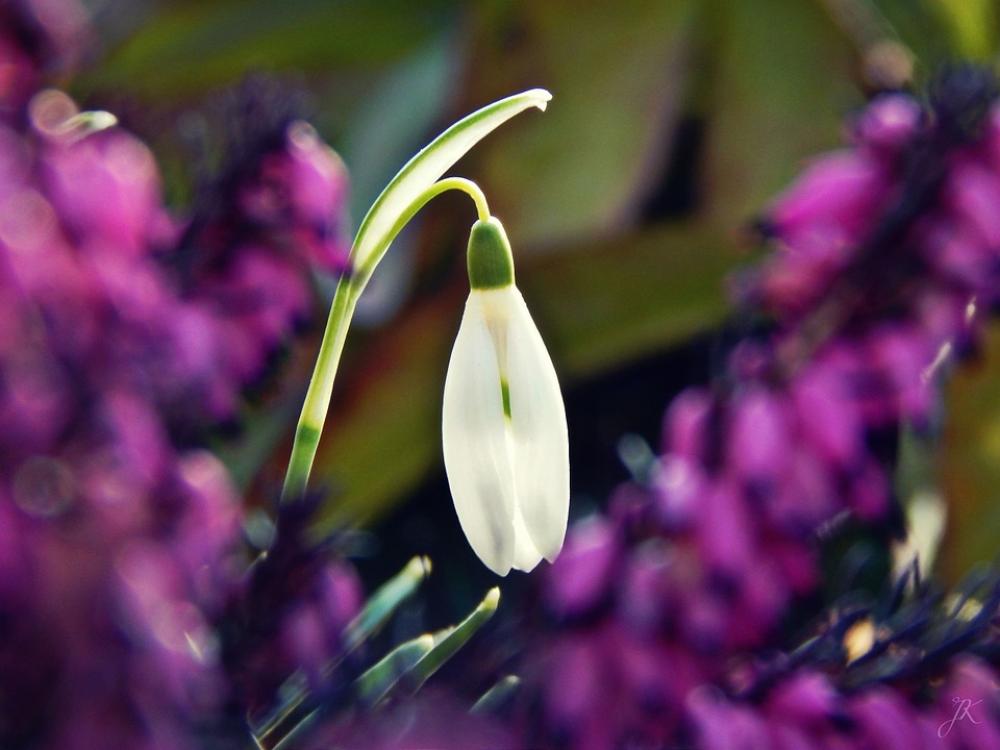 Flowers Spring Macro Nature Garden Flower Green Flowers Spring Macro Nature Garden Flower Green