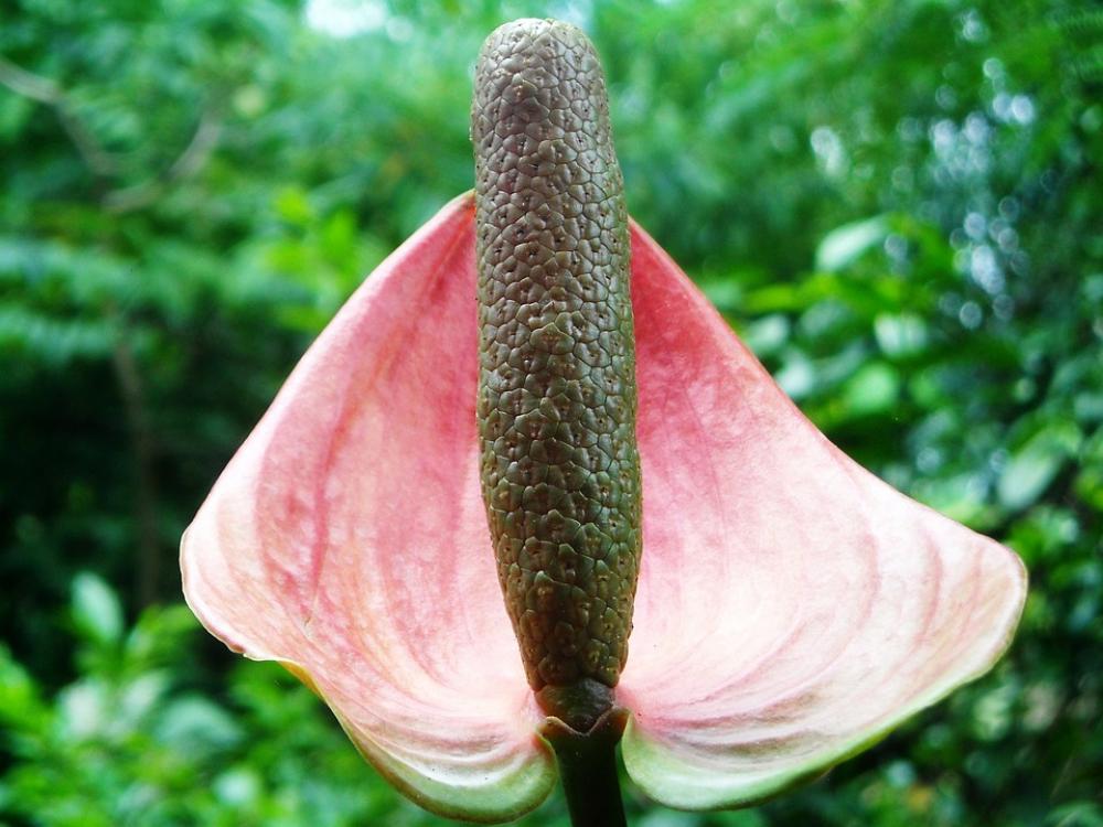 Flowers Anthurium Crystallinum Red Flowers Anthurium Crystallinum Red