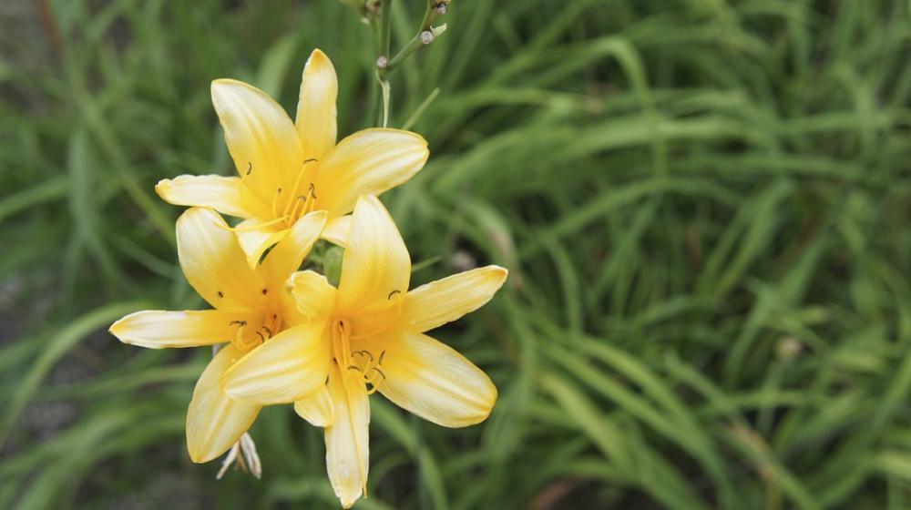 Flowers Plants Yellow Flower Flowers Plants Yellow Flower
