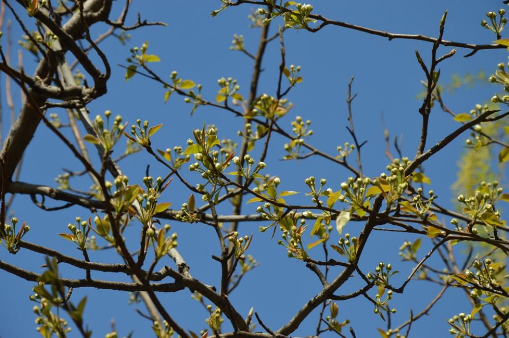 Flowers Buds Tree Spring Green Branches Sky Flowers Buds Tree Spring Green Branches Sky