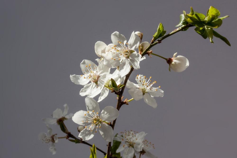 Flowers White Mirabelle Prunus Domestica Subsp Syria Flowers White Mirabelle Prunus Domestica Subsp Syria