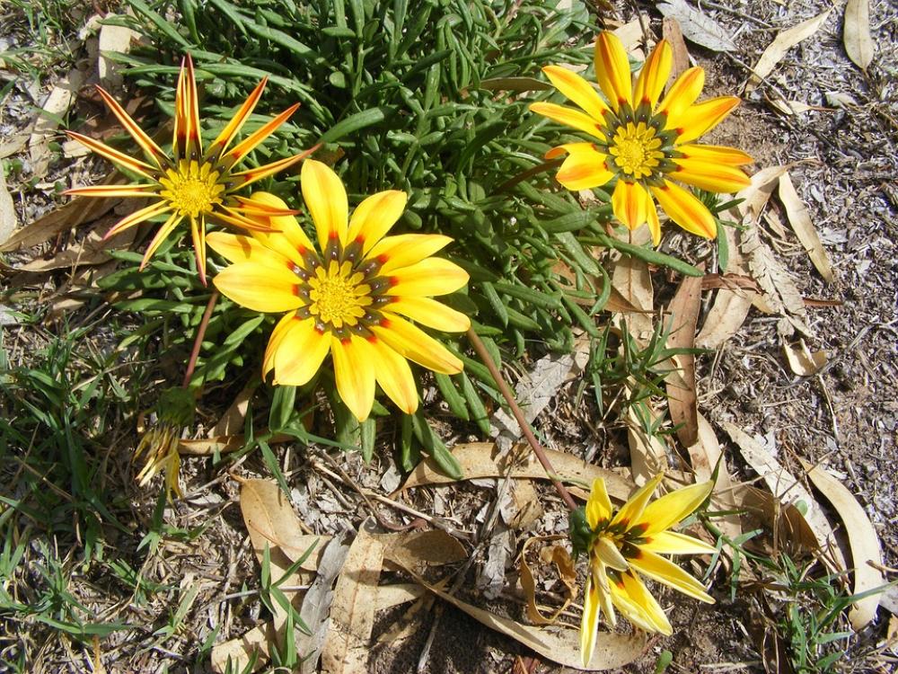Flowers Yellow Wild Flowers Summer Flowers Yellow Wild Flowers Summer