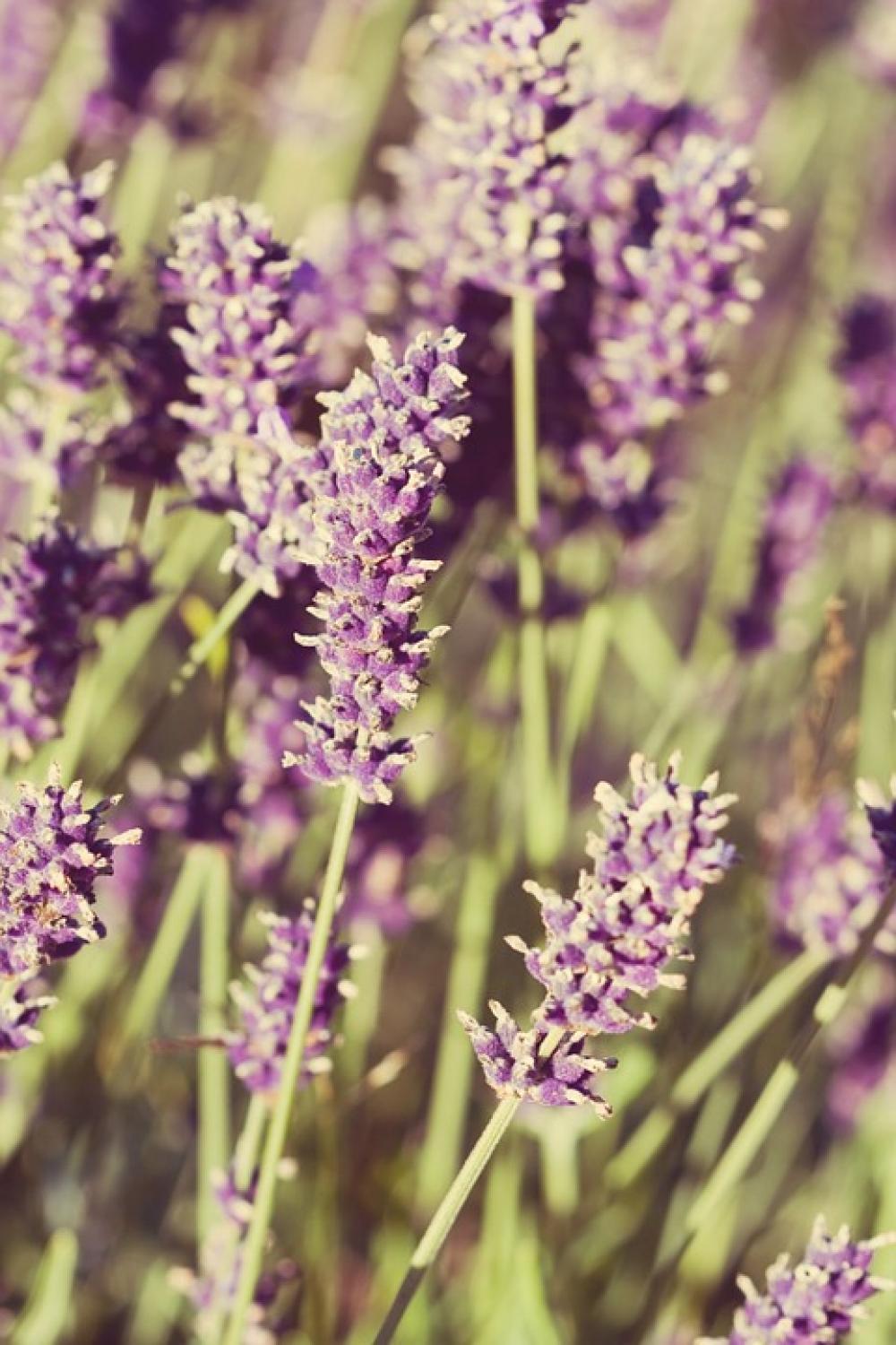 Flowers Lavender Close-Up Vintage Style Soft Flowers Lavender Close-Up Vintage Style Soft