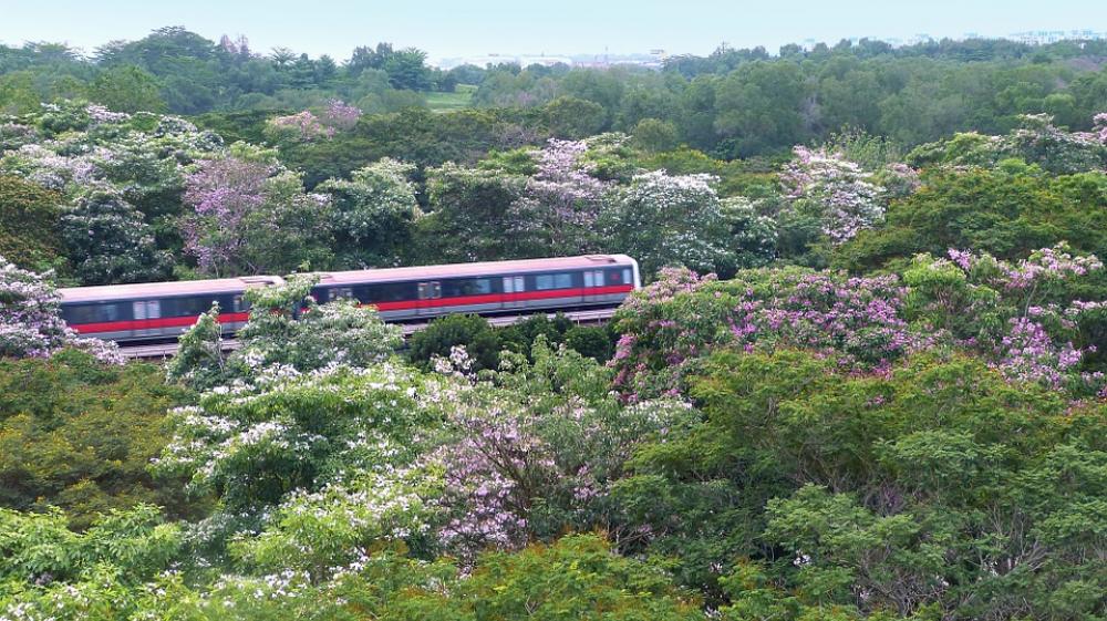 Flowers Trees Tabebuia Rosea Blossoms Blooming Flowers Trees Tabebuia Rosea Blossoms Blooming