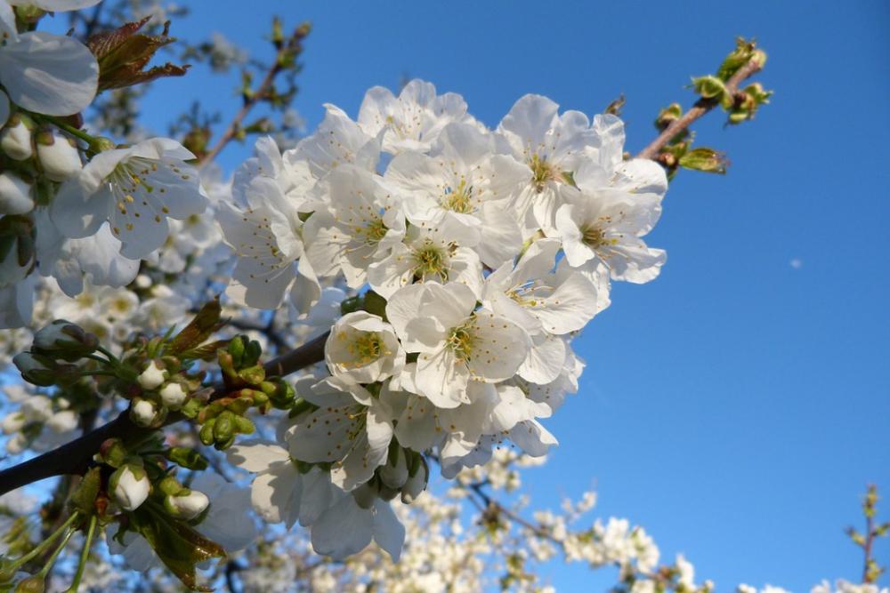 Flowers Nature Garden Flowering Spring White Flowers Nature Garden Flowering Spring White