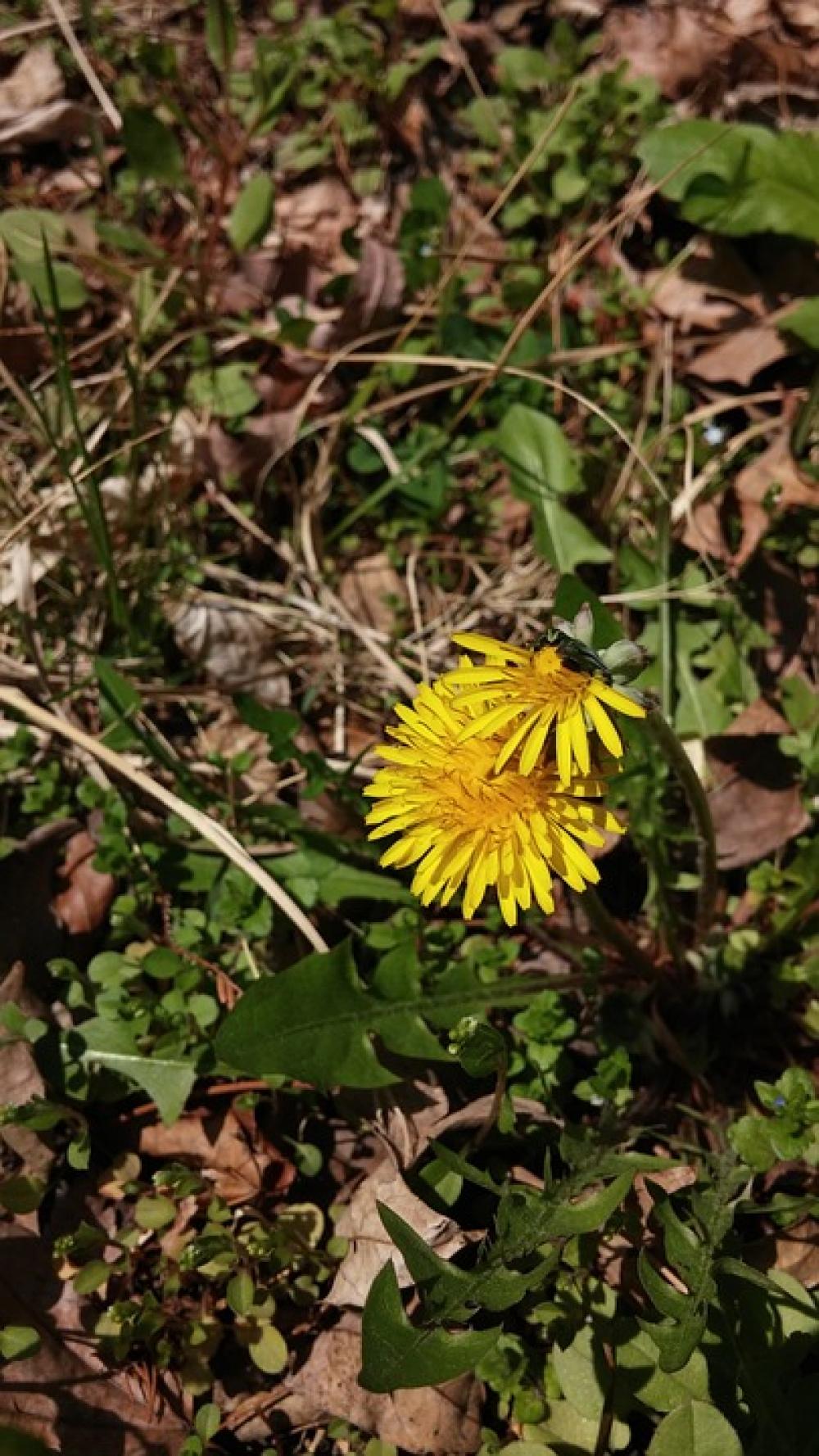 Flowers Dandelion Nature Plants Flowers Dandelion Nature Plants