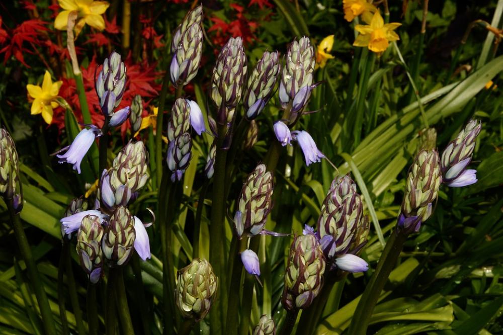 Flowers Colorful Wild Flowers Color Close Up Flowers Colorful Wild Flowers Color Close Up
