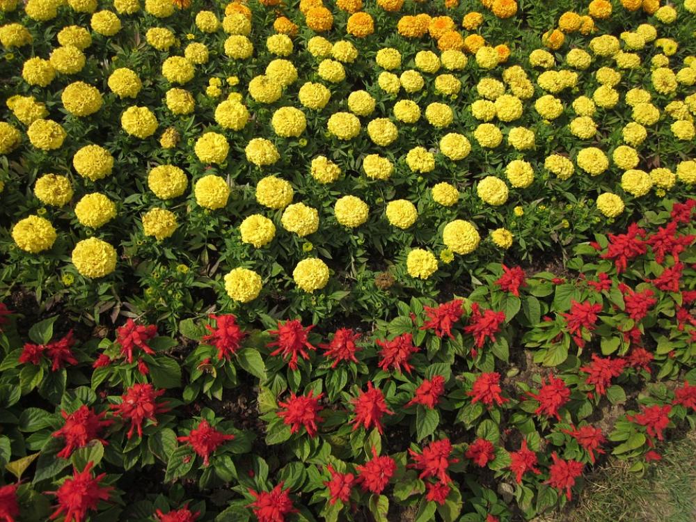 Flowers Plants Nature Flowers Plants Nature
