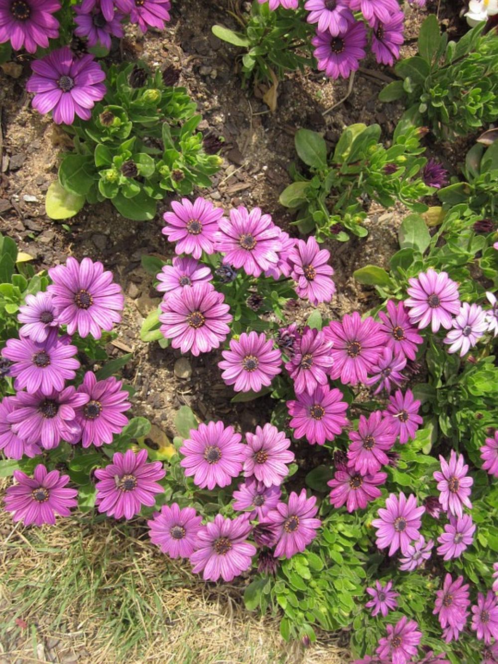 Flowers Plants Nature Flowers Plants Nature