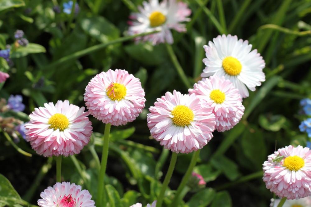 Flowers Nature Macro Flowers Nature Macro