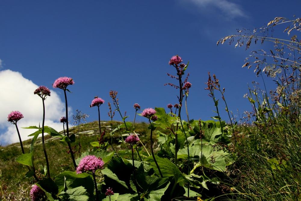 Flowers Clouds Nature Flowers Clouds Nature