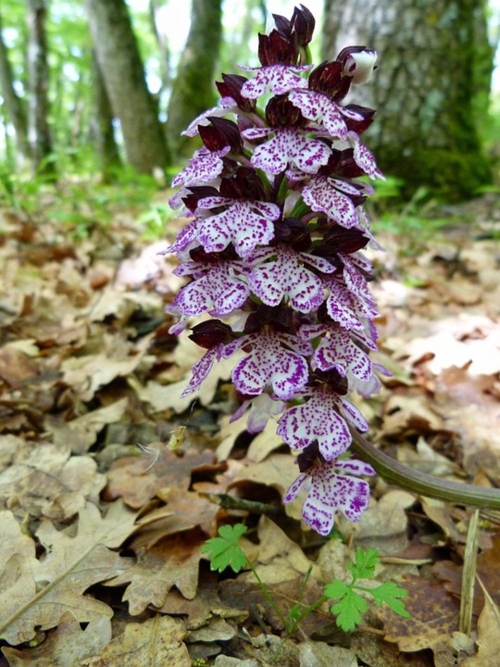 Flowers Flora Nature Macro Plants Flowering Flowers Flora Nature Macro Plants Flowering