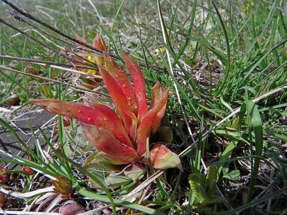 Flowers Nature Dwarf Accaule Succulent Flowers Nature Dwarf Accaule Succulent