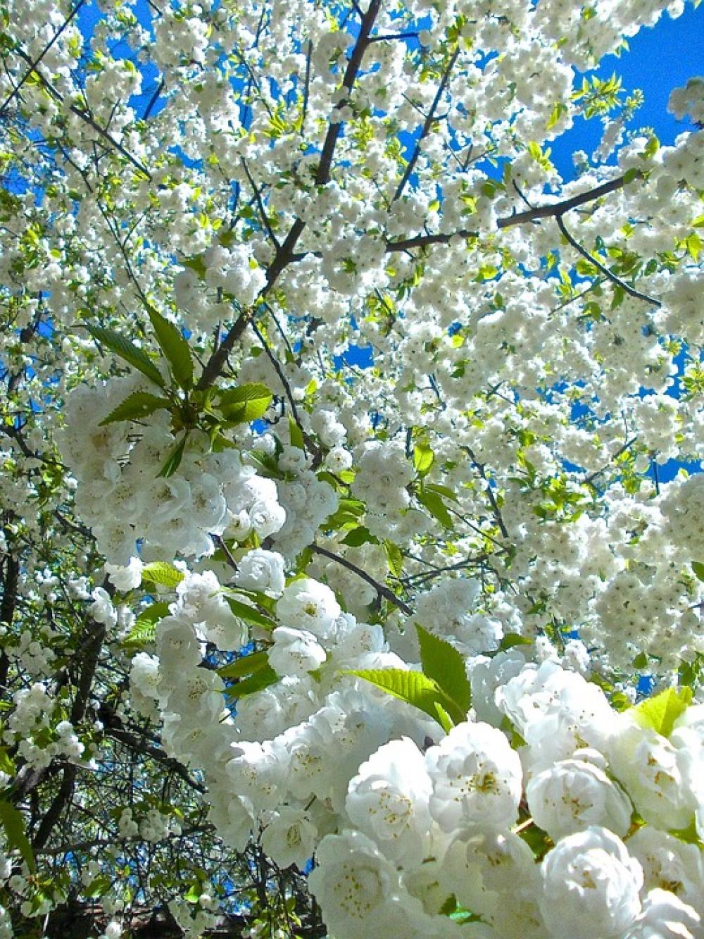 Flowers Apple Tree White Garden Summer Flowers Apple Tree White Garden Summer